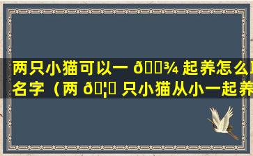 两只小猫可以一 🌾 起养怎么取名字（两 🦟 只小猫从小一起养能繁殖吗）